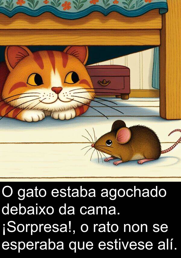 rato: O gato estaba agochado debaixo da cama. ¡Sorpresa!, o rato non se esperaba que estivese alí.