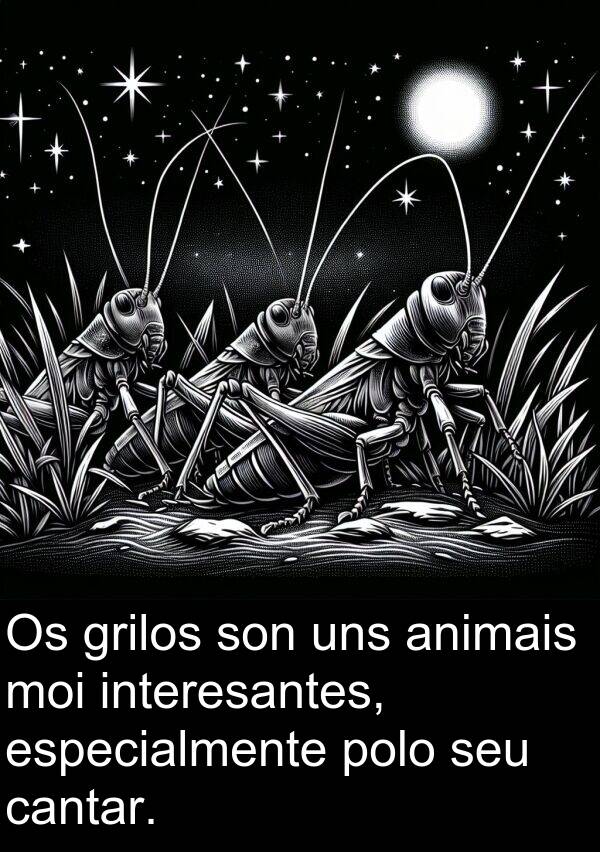 interesantes: Os grilos son uns animais moi interesantes, especialmente polo seu cantar.