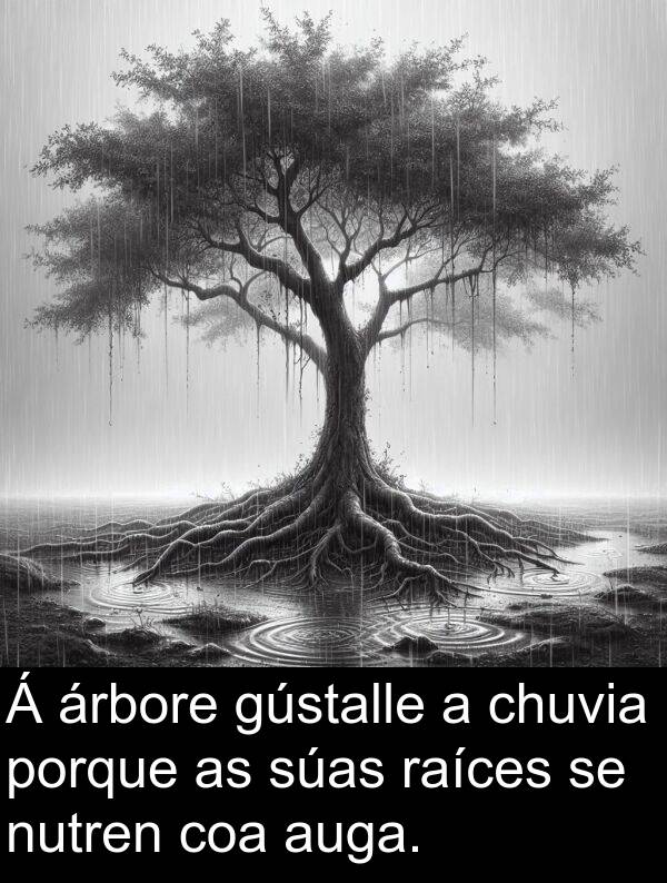 raíces: Á árbore gústalle a chuvia porque as súas raíces se nutren coa auga.