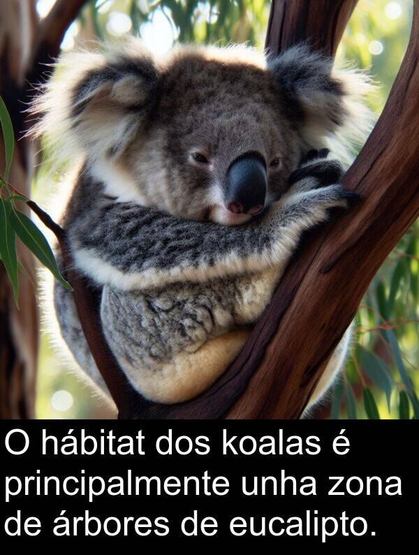eucalipto: O hábitat dos koalas é principalmente unha zona de árbores de eucalipto.