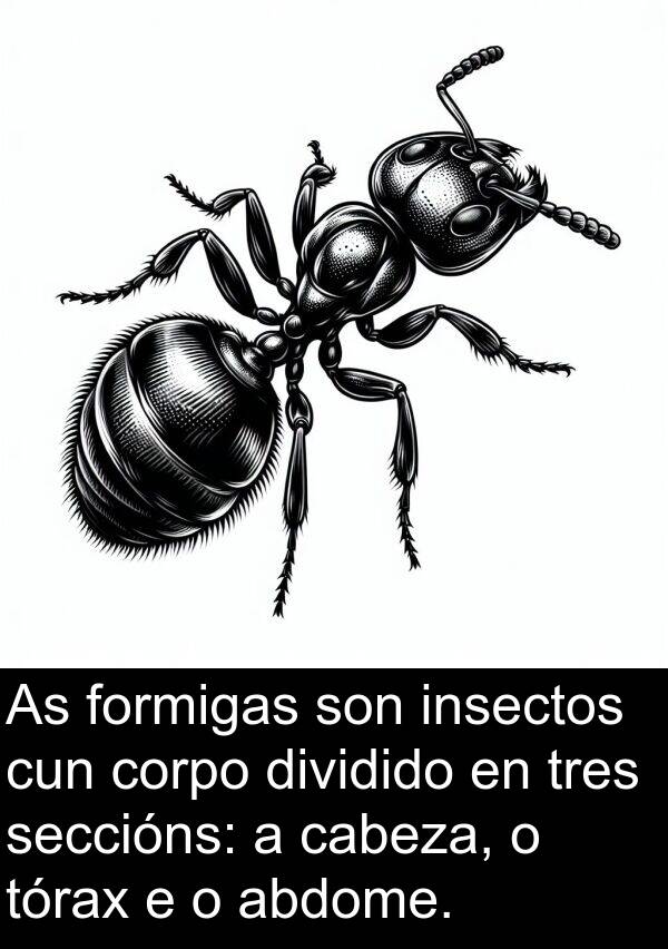 formigas: As formigas son insectos cun corpo dividido en tres seccións: a cabeza, o tórax e o abdome.