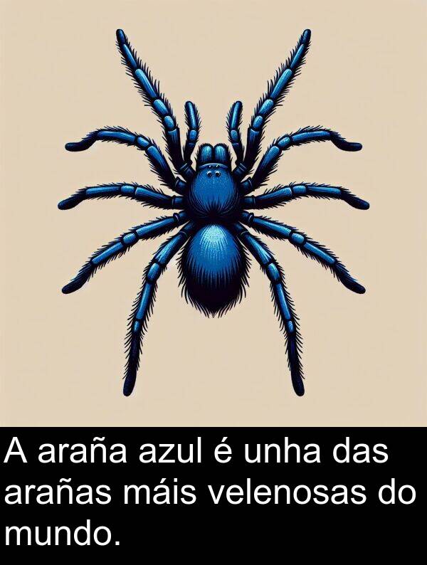 velenosas: A araña azul é unha das arañas máis velenosas do mundo.