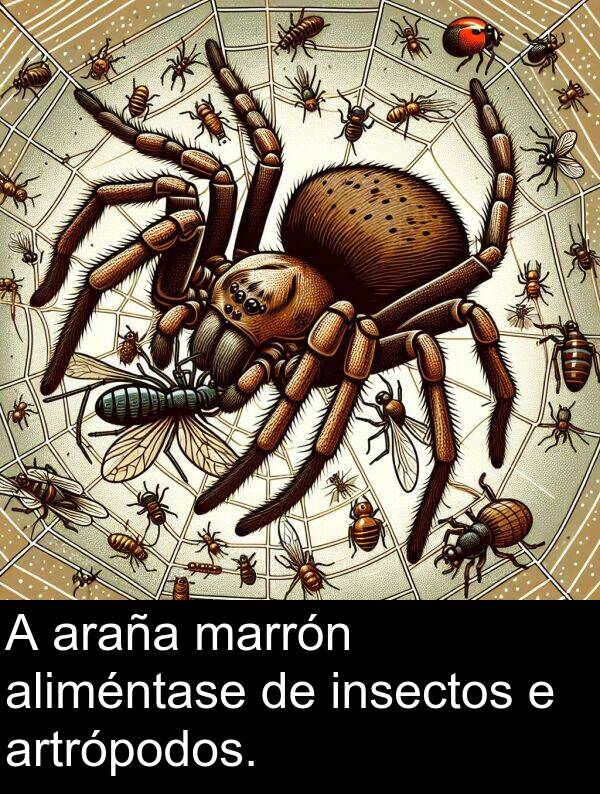 marrón: A araña marrón aliméntase de insectos e artrópodos.