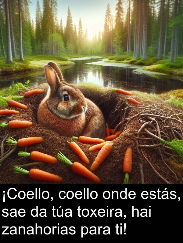 ti: ¡Coello, coello onde estás, sae da túa toxeira, hai zanahorias para ti!