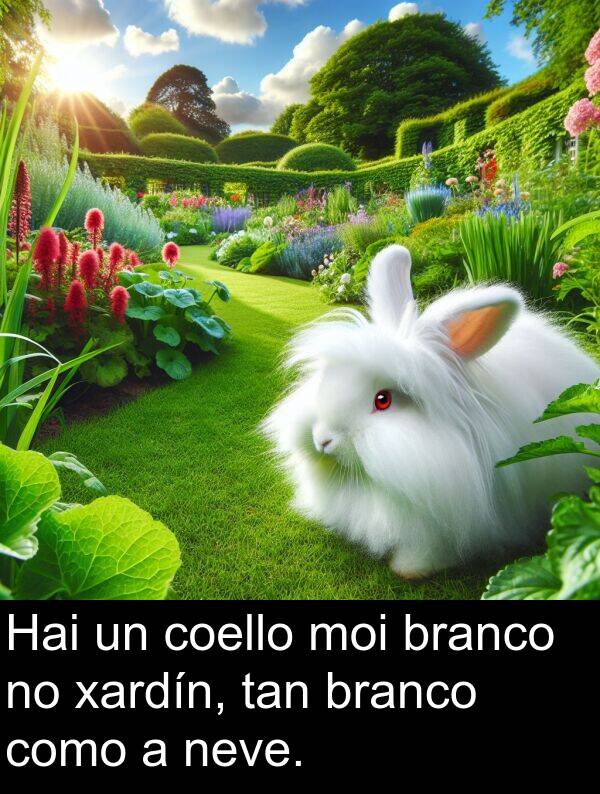branco: Hai un coello moi branco no xardín, tan branco como a neve.