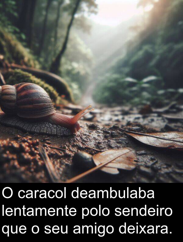 amigo: O caracol deambulaba lentamente polo sendeiro que o seu amigo deixara.