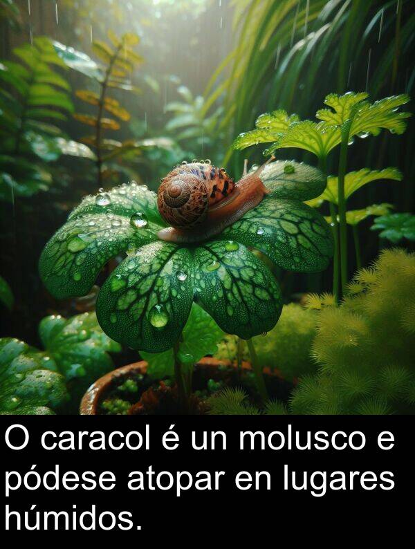 atopar: O caracol é un molusco e pódese atopar en lugares húmidos.