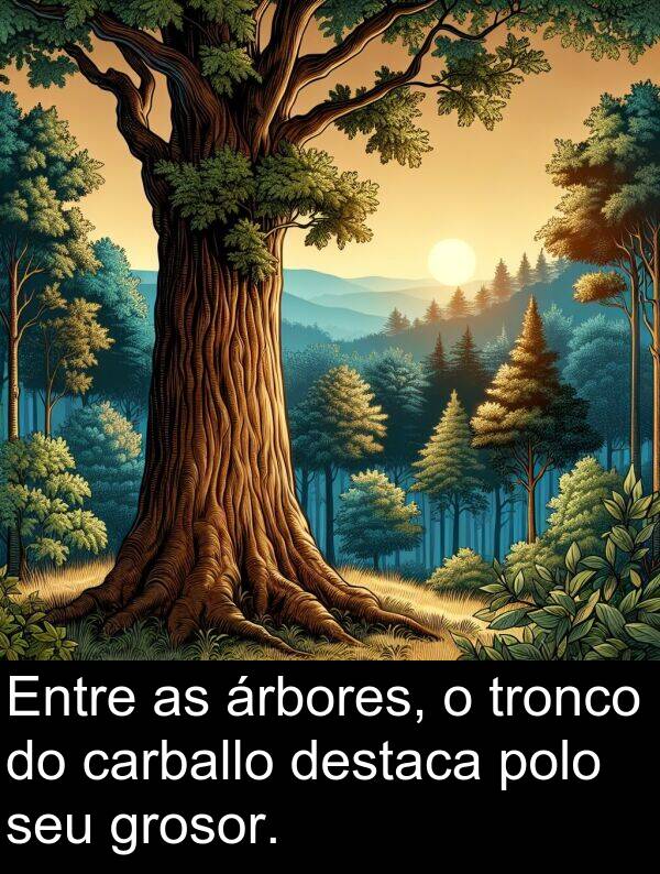 tronco: Entre as árbores, o tronco do carballo destaca polo seu grosor.
