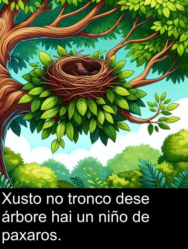 tronco: Xusto no tronco dese árbore hai un niño de paxaros.