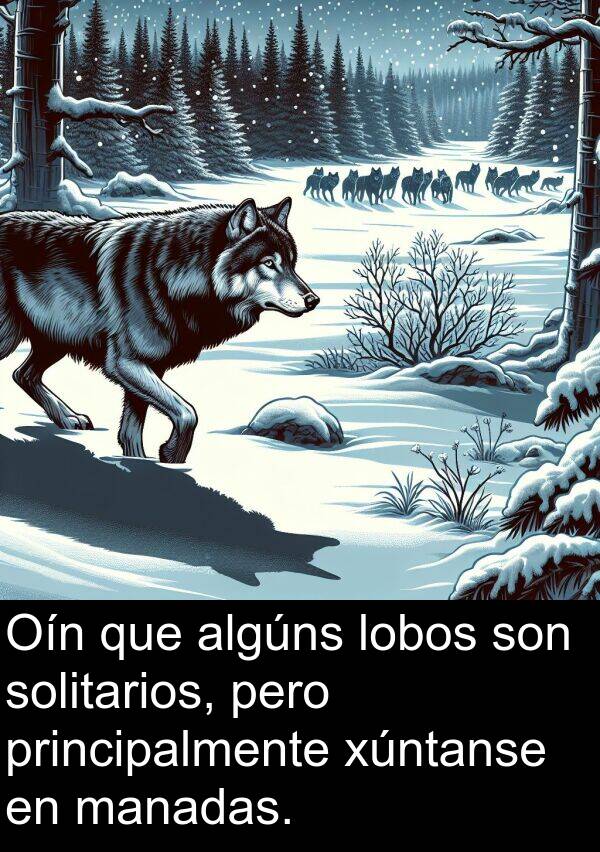 algúns: Oín que algúns lobos son solitarios, pero principalmente xúntanse en manadas.