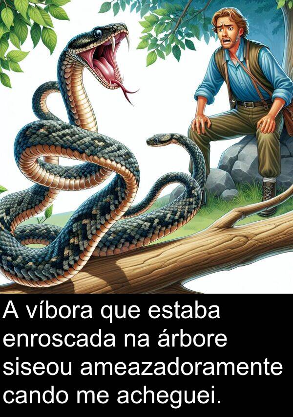 enroscada: A víbora que estaba enroscada na árbore siseou ameazadoramente cando me acheguei.