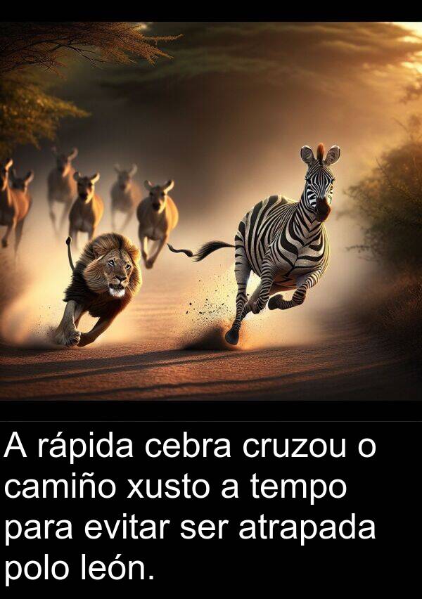 rápida: A rápida cebra cruzou o camiño xusto a tempo para evitar ser atrapada polo león.