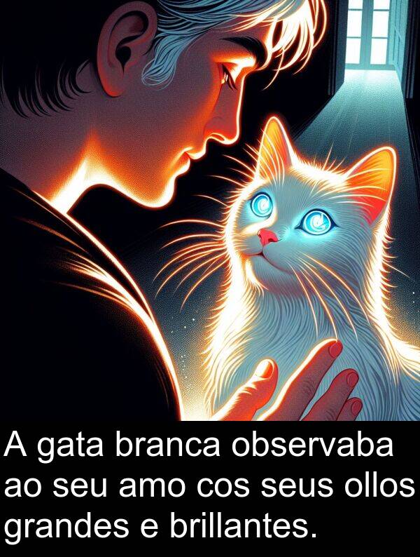 branca: A gata branca observaba ao seu amo cos seus ollos grandes e brillantes.