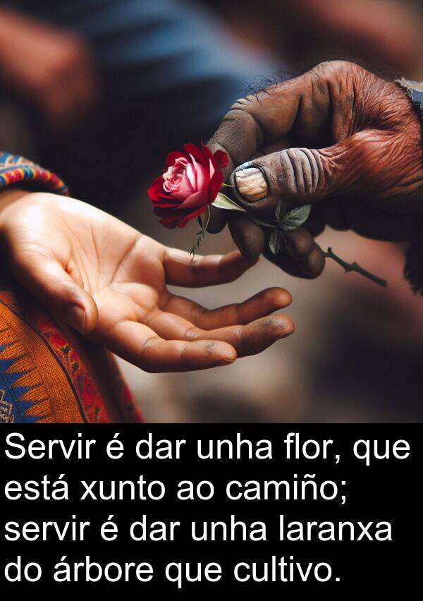 flor: Servir é dar unha flor, que está xunto ao camiño; servir é dar unha laranxa do árbore que cultivo.