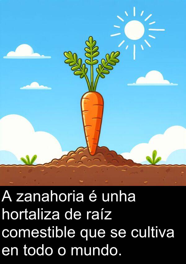 raíz: A zanahoria é unha hortaliza de raíz comestible que se cultiva en todo o mundo.