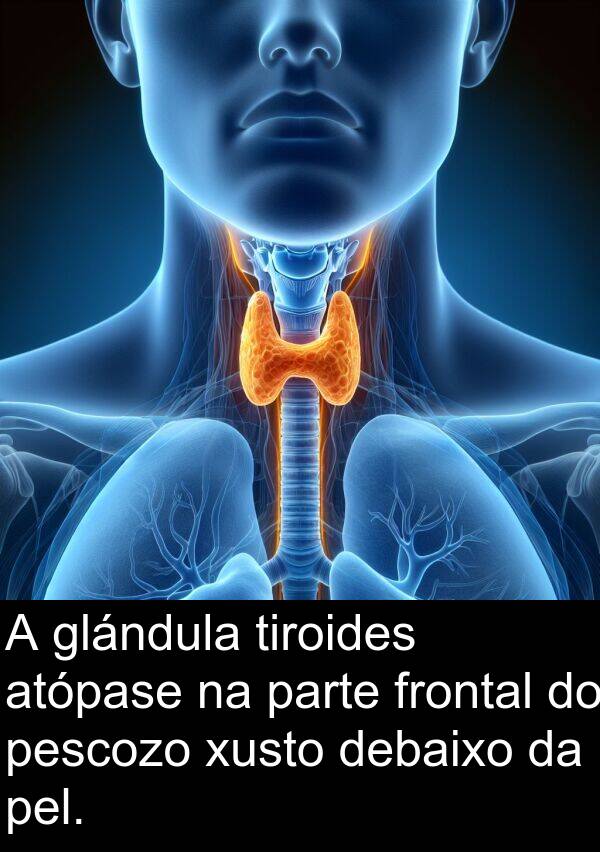 pescozo: A glándula tiroides atópase na parte frontal do pescozo xusto debaixo da pel.