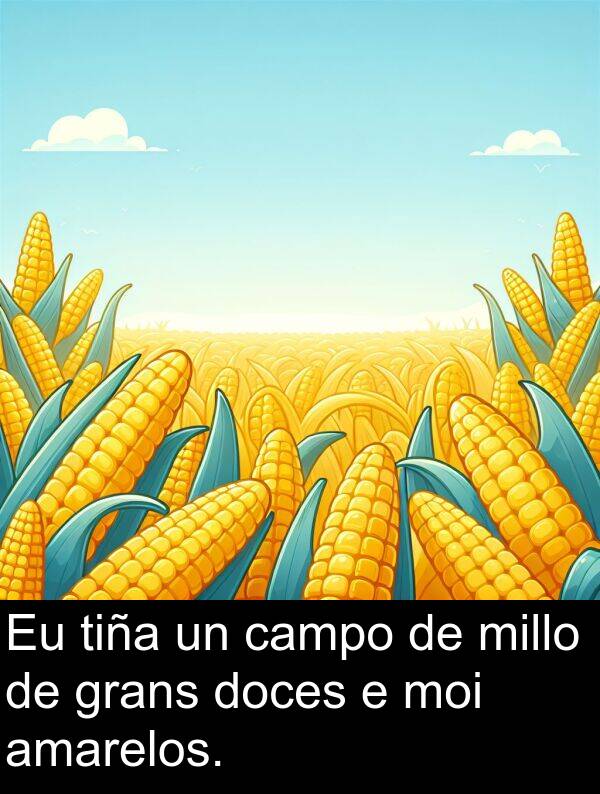 tiña: Eu tiña un campo de millo de grans doces e moi amarelos.