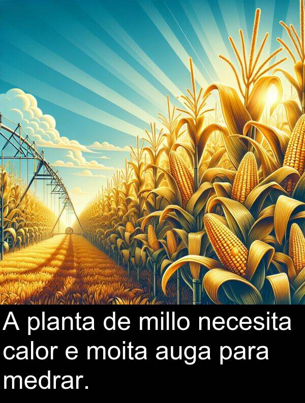 medrar: A planta de millo necesita calor e moita auga para medrar.