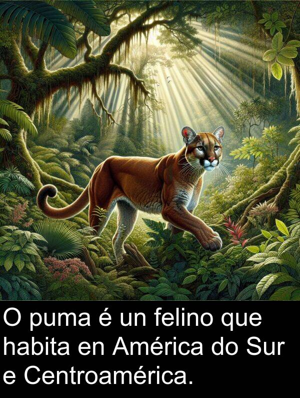 felino: O puma é un felino que habita en América do Sur e Centroamérica.