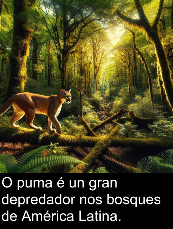 gran: O puma é un gran depredador nos bosques de América Latina.
