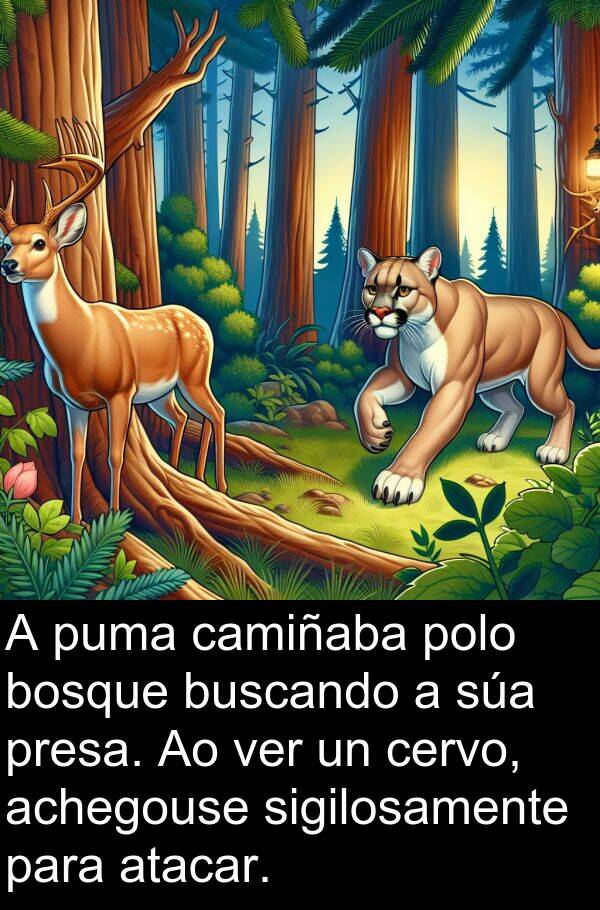 achegouse: A puma camiñaba polo bosque buscando a súa presa. Ao ver un cervo, achegouse sigilosamente para atacar.