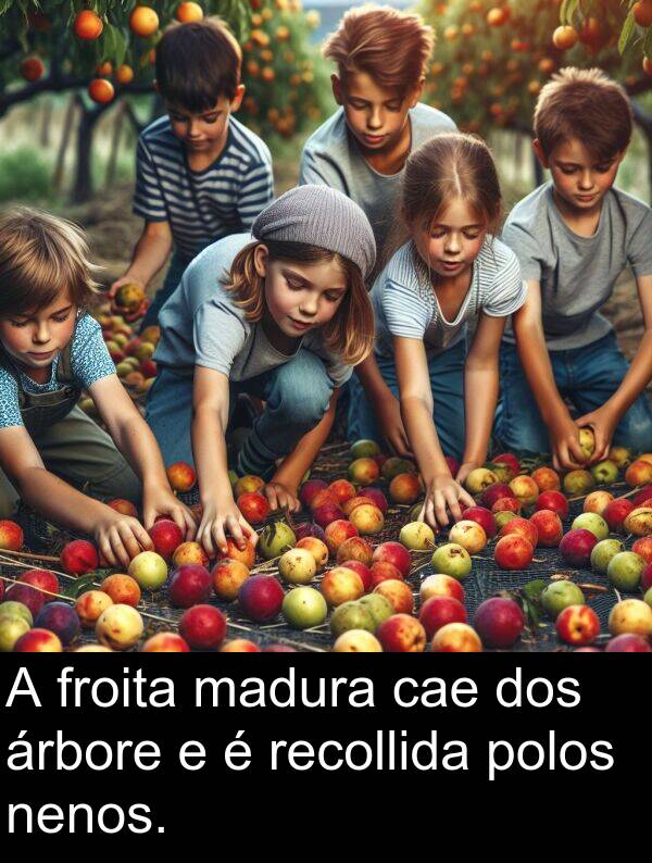 recollida: A froita madura cae dos árbore e é recollida polos nenos.