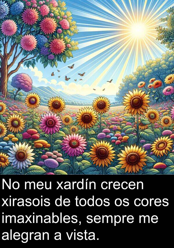 cores: No meu xardín crecen xirasois de todos os cores imaxinables, sempre me alegran a vista.