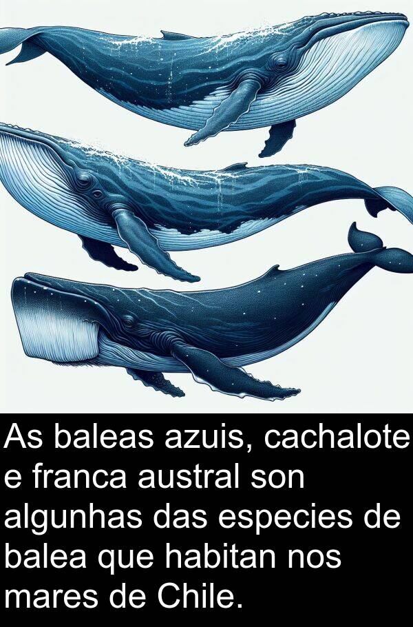 especies: As baleas azuis, cachalote e franca austral son algunhas das especies de balea que habitan nos mares de Chile.