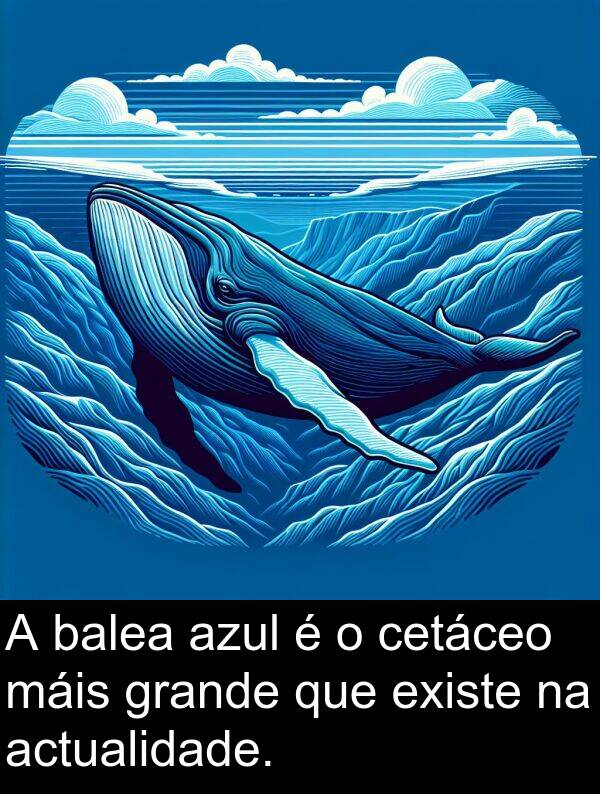 grande: A balea azul é o cetáceo máis grande que existe na actualidade.