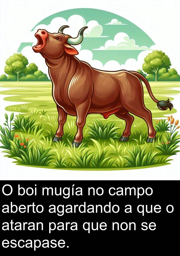 escapase: O boi mugía no campo aberto agardando a que o ataran para que non se escapase.