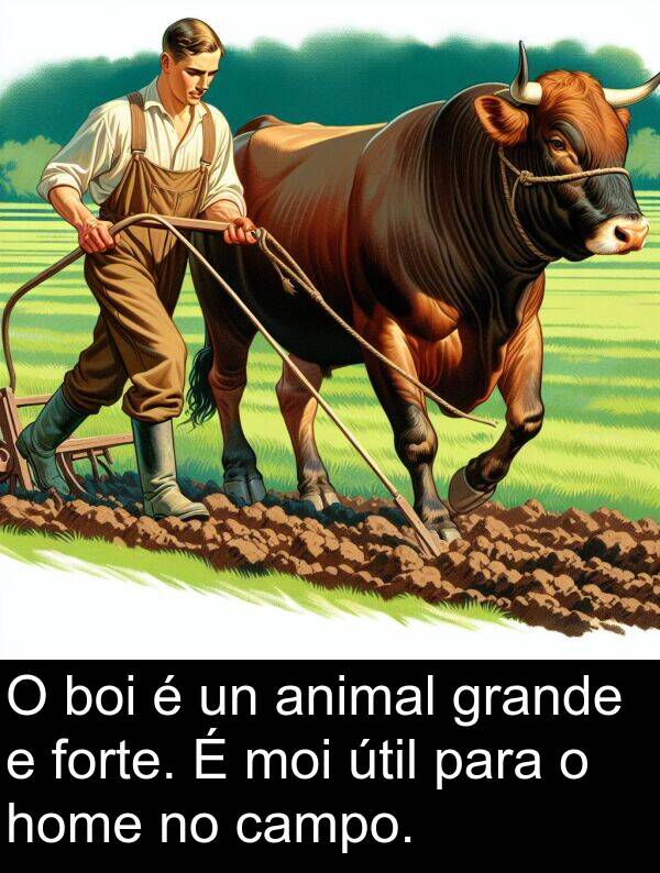 forte: O boi é un animal grande e forte. É moi útil para o home no campo.