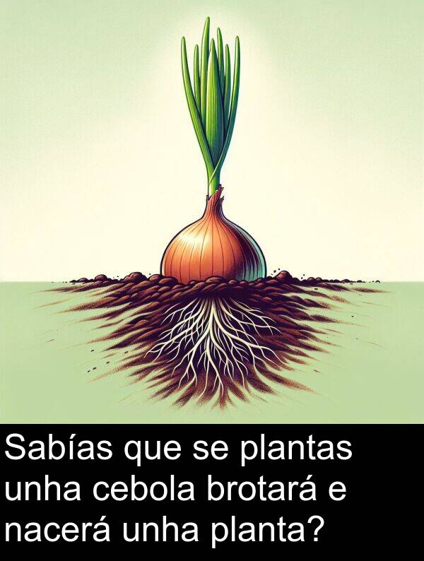 cebola: Sabías que se plantas unha cebola brotará e nacerá unha planta?