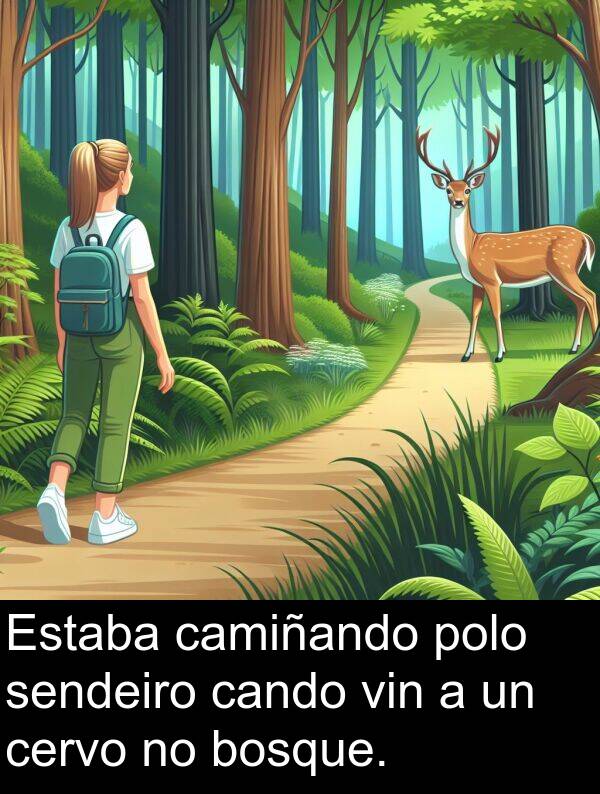 bosque: Estaba camiñando polo sendeiro cando vin a un cervo no bosque.