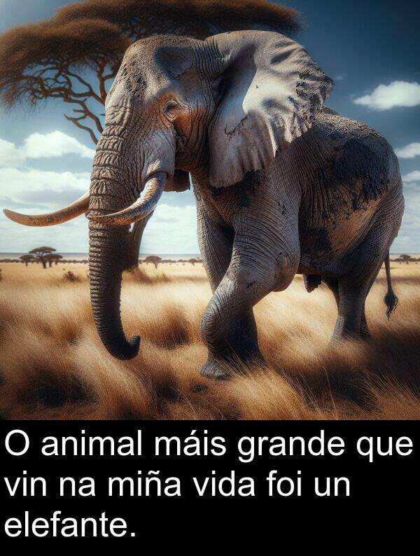 vida: O animal máis grande que vin na miña vida foi un elefante.