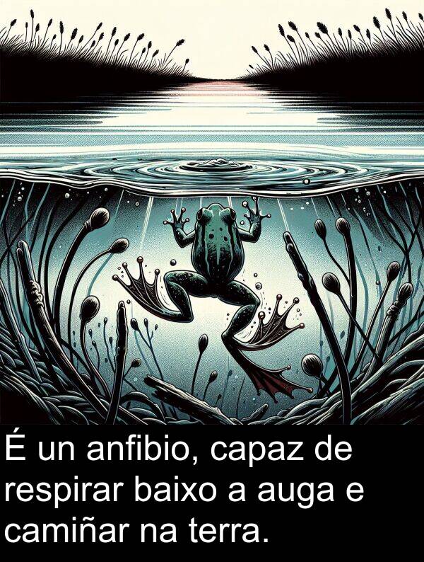 terra: É un anfibio, capaz de respirar baixo a auga e camiñar na terra.