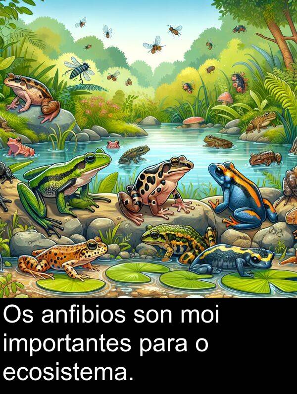 son: Os anfibios son moi importantes para o ecosistema.