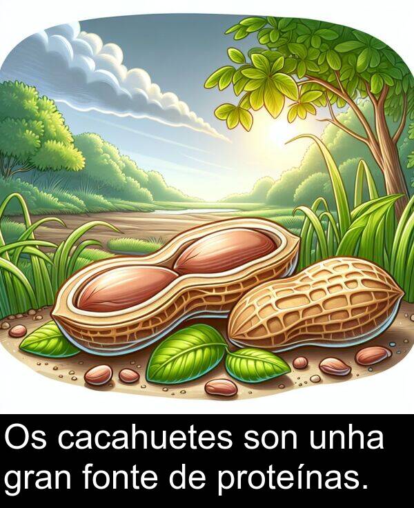 son: Os cacahuetes son unha gran fonte de proteínas.
