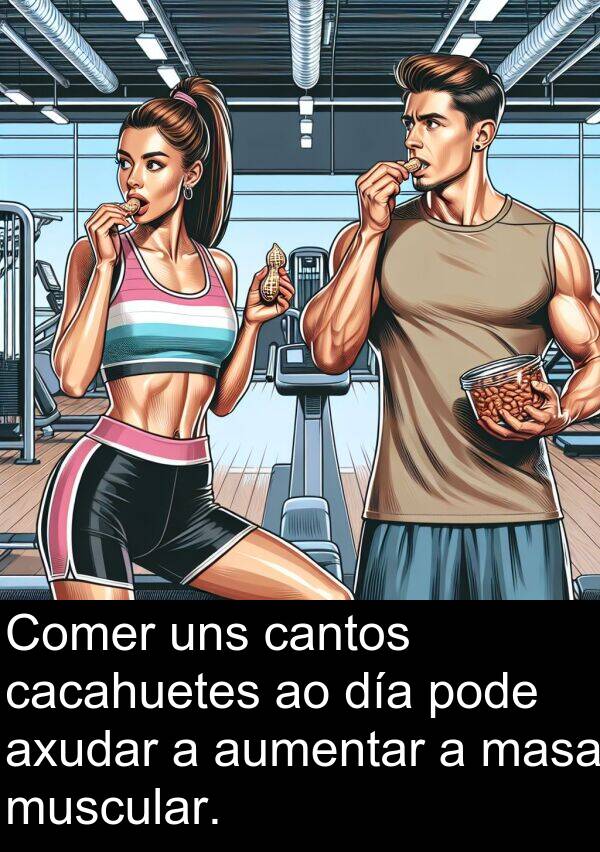 cantos: Comer uns cantos cacahuetes ao día pode axudar a aumentar a masa muscular.