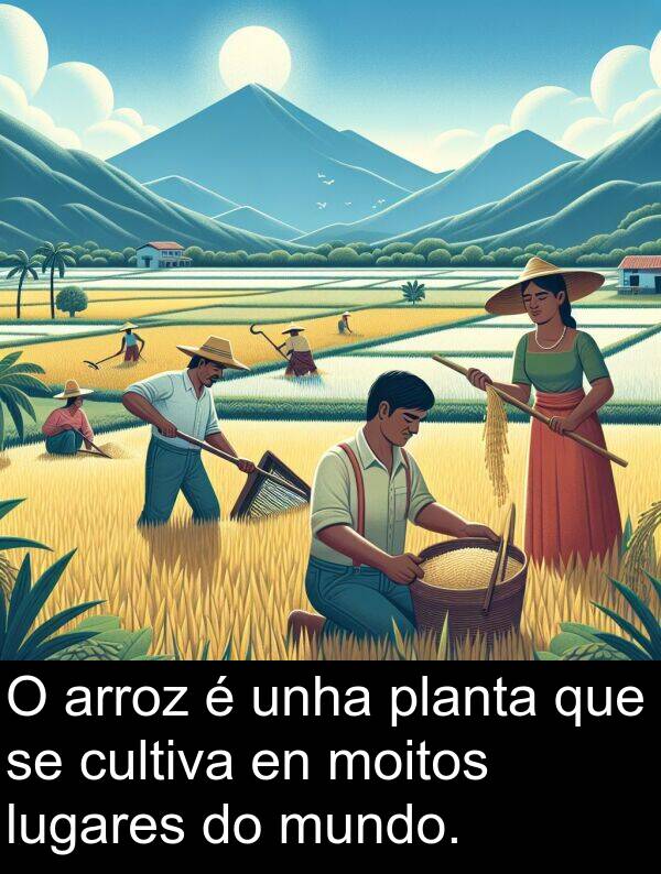 arroz: O arroz é unha planta que se cultiva en moitos lugares do mundo.