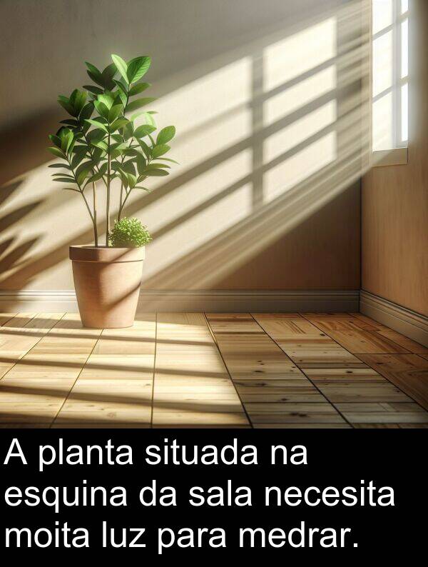 esquina: A planta situada na esquina da sala necesita moita luz para medrar.