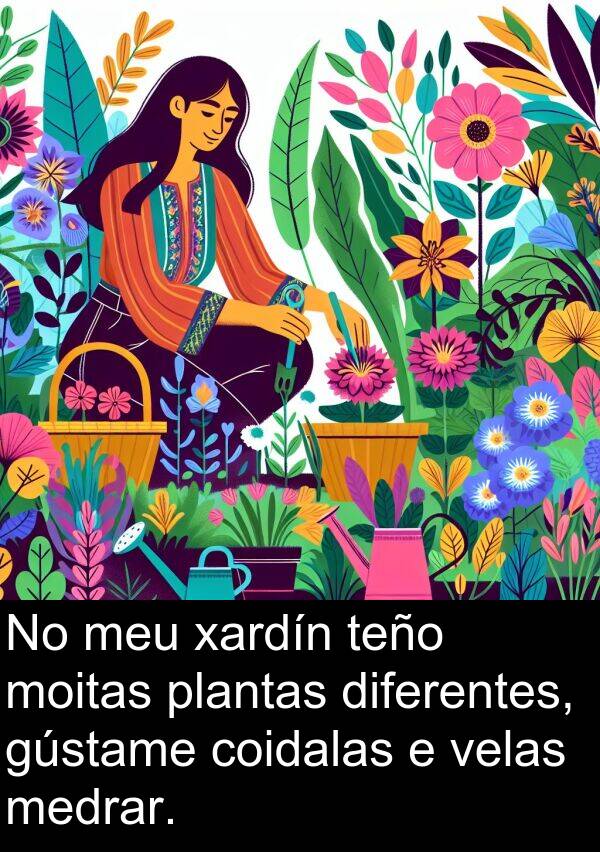 diferentes: No meu xardín teño moitas plantas diferentes, gústame coidalas e velas medrar.