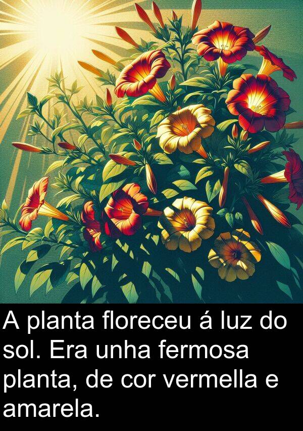 cor: A planta floreceu á luz do sol. Era unha fermosa planta, de cor vermella e amarela.