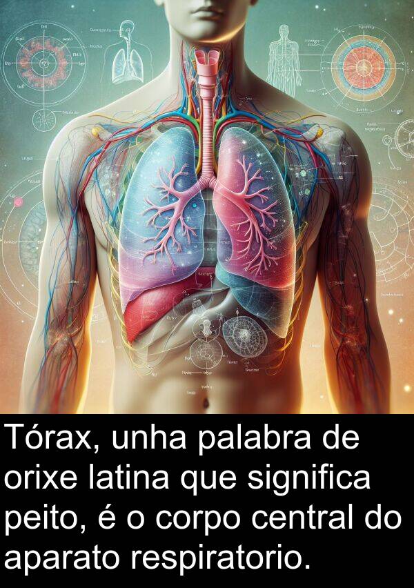 significa: Tórax, unha palabra de orixe latina que significa peito, é o corpo central do aparato respiratorio.
