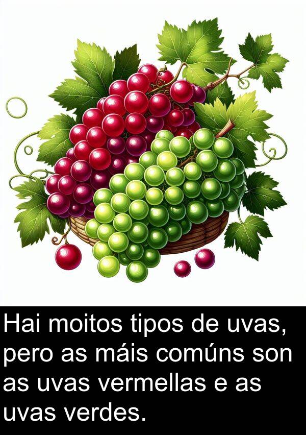 verdes: Hai moitos tipos de uvas, pero as máis comúns son as uvas vermellas e as uvas verdes.