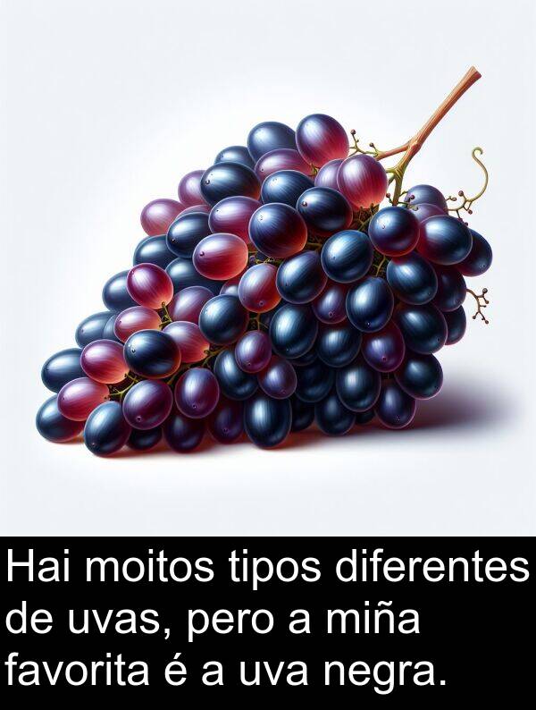 diferentes: Hai moitos tipos diferentes de uvas, pero a miña favorita é a uva negra.