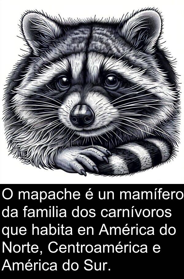 mapache: O mapache é un mamífero da familia dos carnívoros que habita en América do Norte, Centroamérica e América do Sur.