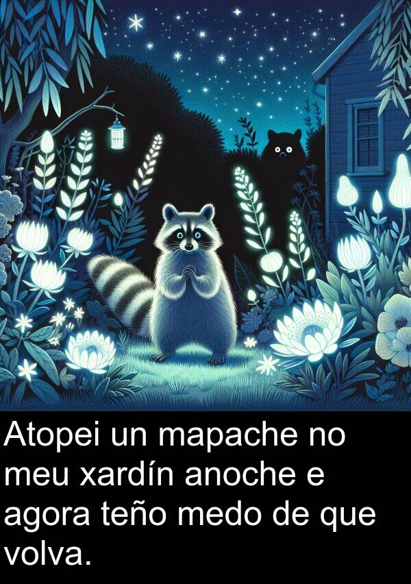 mapache: Atopei un mapache no meu xardín anoche e agora teño medo de que volva.