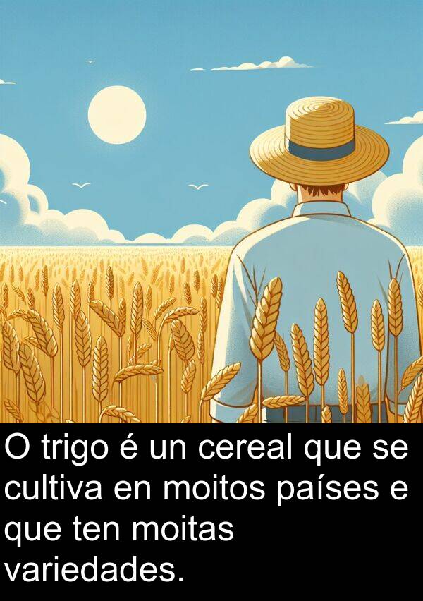 trigo: O trigo é un cereal que se cultiva en moitos países e que ten moitas variedades.