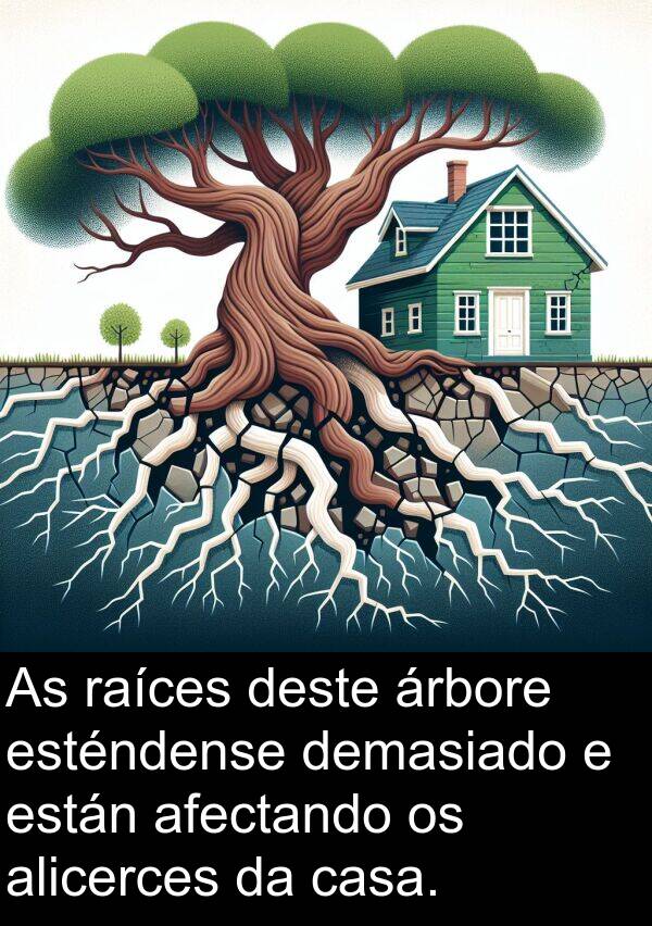 raíces: As raíces deste árbore esténdense demasiado e están afectando os alicerces da casa.