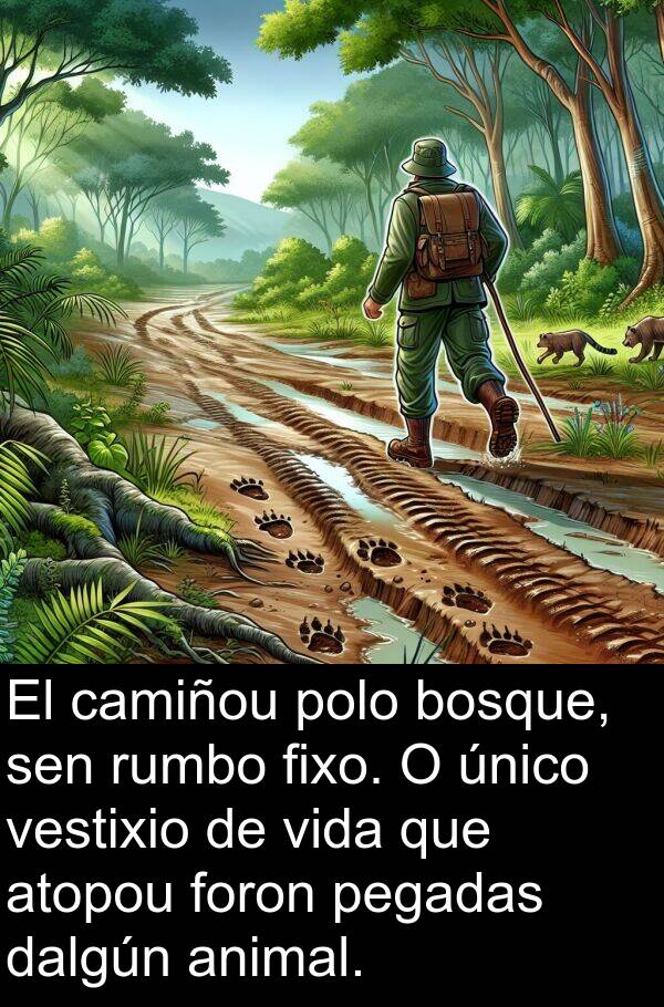 rumbo: El camiñou polo bosque, sen rumbo fixo. O único vestixio de vida que atopou foron pegadas dalgún animal.